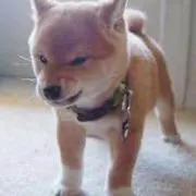 みみみの画像