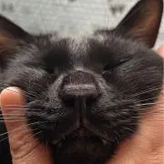 とらのしん