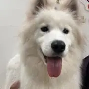 ラミネヤマル