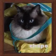 ちゃあ