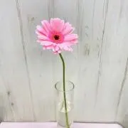 ガーベラの画像