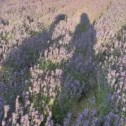 Neの画像