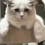 にゃんにゃん