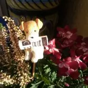 ちょき