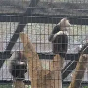 NRの画像