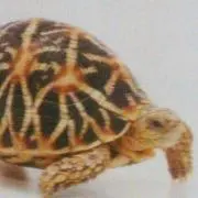 AYAの画像