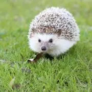 ひと