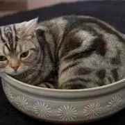 bendomの画像