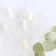 iii.の画像