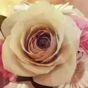 りっちゃんvvvの画像