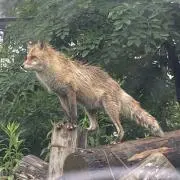 いまつきの画像