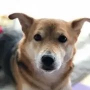 華 はな