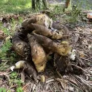 たけのこ山の画像