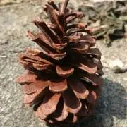 キンモクセイの画像