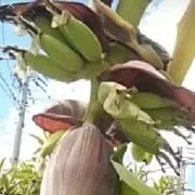 Audyの画像