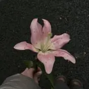 ^_^の画像
