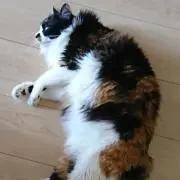てつ