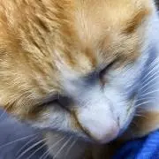 けけ