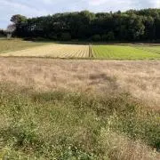 めろんの画像