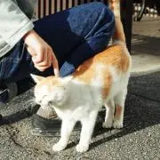 SSSの画像