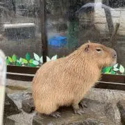 アメパ