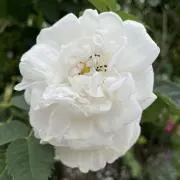 よしをの画像
