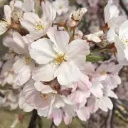 ミニ(断捨離中)の画像