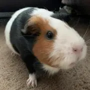 ちょぱっく丸の画像