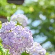 ふうの画像