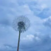 マ メの画像