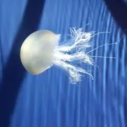 ムツキの画像