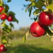 Apple chan