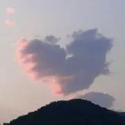 柏の画像
