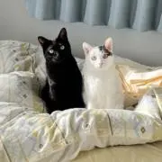 長ネギの画像
