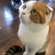 Sayakaの画像