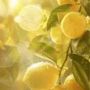 Christmas限定セット】シュリンク付きBOX・PSA10 - メルカリ