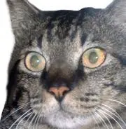 おるふぇの画像