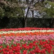 チューリップの画像