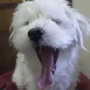 レオわん☺︎ プロフ必読の画像