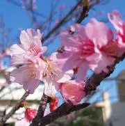さくら❣️即購入OKꕤ︎︎フォロー割❣️の画像