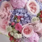 Ameliaの画像