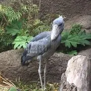 れんれん