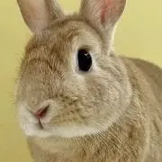ウサギ