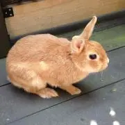 チップの画像
