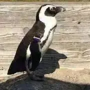ろっぴー｜匿名配送・即購入OKの画像