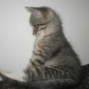 しおりの画像