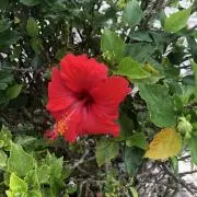 おすんの画像