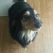 りんか
