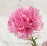 erの画像