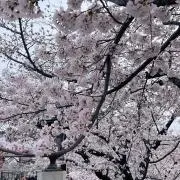 みーの画像